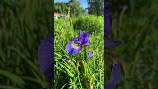 Enchanting Espoo A Floral Journey SiberianIris [upl. by Htaek]