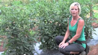 Pruning and Staking Tomatoes  Perfect Techniques [upl. by Roselani854]