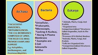 Difference between Archaea Bacteria and Eukarya [upl. by Archle]