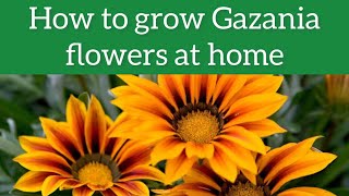 Gazania Flower Plant  How to grow and care Gazania plant  Gazania Propagation [upl. by Jarred]