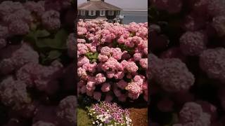 chatham usahydrangea festivalгортензія flowers садгортензий shorts гортензия садмечтысад [upl. by Aicekat]