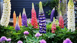 Lupines in Bloom [upl. by Aihselat]