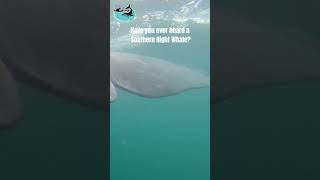 Listen to Southern Right Whale  Making Africa Heard Sound Library [upl. by Anaimad]