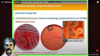 Diagnostic Microbiology Staphylococci [upl. by Adaj]