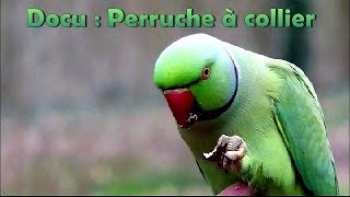 Cri de la PERRUCHE à COLLIER  DOCUMENTAIRE [upl. by Einniw]