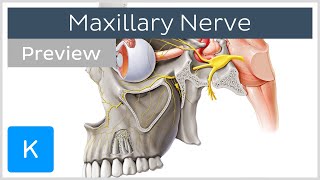 Maxillary nerve Branches course preview  Human Anatomy  Kenhub [upl. by Aicirtan]