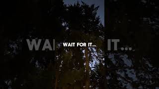 Predawn owl calls  PNW nature sounds [upl. by Hudson195]