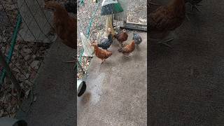 Do Chickens Notice When A Flock Member Dies [upl. by Ferullo]