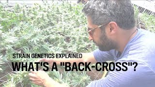 Whats a BACKCROSS Breeding Genetics Explained [upl. by Ahsemit915]