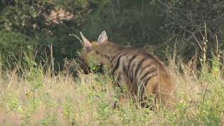 Striped Hyena in daylight zone 8 Ranthambore [upl. by Tu]