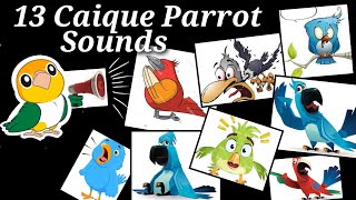 13 Caique Parrot Sounds and What does they mean by that  Caique Parrot Language  Caique Noices [upl. by Kirbee]