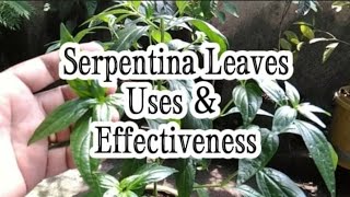 Serpentina Leaves  Uses  Benefits  Repotting Serpentina [upl. by Eirellam]