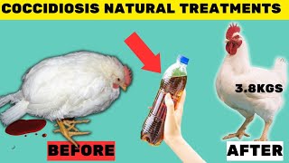 MY BEST NATURAL TREATMENTS FOR COCCIDIOSIS IN BROILERS LAYERS AND LOCAL CHICKEN [upl. by Goran]