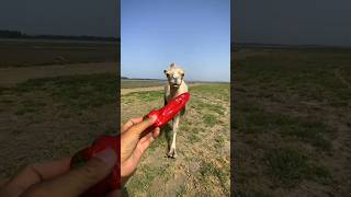 camel eating chillies desert camel animals camelinthedesert [upl. by Ididn]