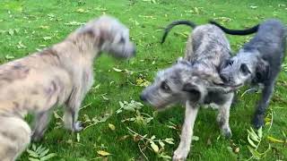 Irish Wolfhound Puppies Playing 21 Weeks Old [upl. by Nibas]