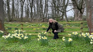 April Garden Tour  Daffodils Winter Losses and Planting a Bamboo [upl. by Elleinahc]