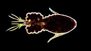 Zooplankton and Phytoplankton Slideshow [upl. by Bowerman]