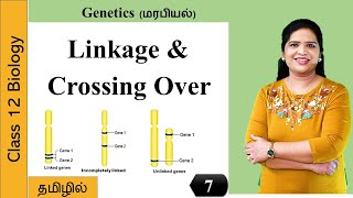 Linkage and Crossing Over  Genetics Class 12 Biology [upl. by Tigram]