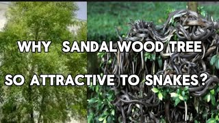 WHY SANDALWOOD TREE SO ATTRACTIVE TO SNAKES snake snakes snakevideo plants snakefacts [upl. by Niassuh863]