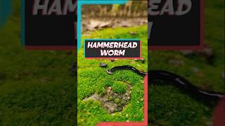 Nature’s Silent Predator  The Terrifying Truth About Hammerhead Worms shorts worm nature [upl. by Latsyk]