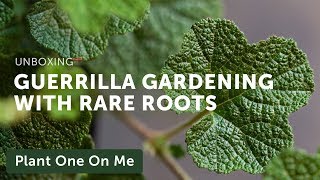 Rare Roots Unboxing amp Guerrilla Gardening — Ep 170 [upl. by Eirrab]