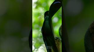 Black Sicklebill Dancing in Courtship Display [upl. by Anilehs]