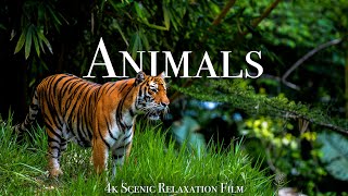 Animals Of The World 4K  Scenic Wildlife Film With Calming Music [upl. by Erised]