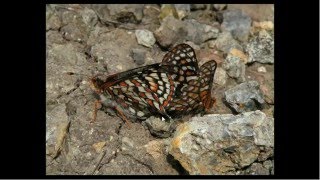 Conservation Lectures Series Bay Checkerspot Butterfly [upl. by Ainehta]