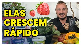 15 FRUTÍFERAS QUE CRESCEM RÁPIDO  Aprenda como cultivar [upl. by Cinomod]