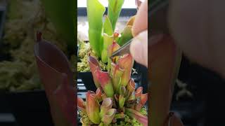 Feeding Heliamphora carnivorousplants houseplants plants plantcare [upl. by Orimisac]