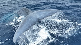 The majestic Blue Whale swimming and diving [upl. by Nodlehs]