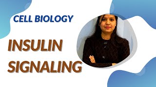 Insulin signaling Pathwayrtks csirnet cellsignaling [upl. by Kubis]