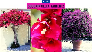 Bougainvillea Varieties A to Z [upl. by Ynatirb]