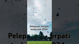 Pelepasan merpati terbanyak 2024 shorts burungdara merpatibalap merpatiendemik merpatikolong [upl. by Toshiko731]