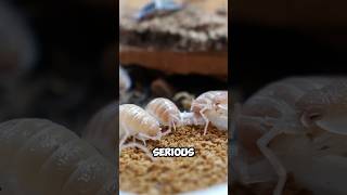 Woodlice small but mighty soil guardians shorts animalfacts sciencefacts shortsviral facts [upl. by Pooh928]