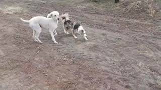 Border collie thinks poodle is a sheep [upl. by Kendy601]