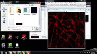 Tutorial como procesar una imagen de microoscopio confocal utilizando FIJI o ImageJ [upl. by Afesoj658]