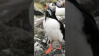 Puffin bird fact youtubeshorts bird [upl. by Ariom]