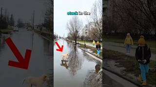 Little boy helps dog stucked in water [upl. by Atiuqam]