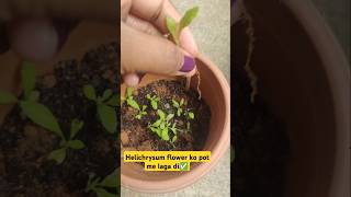 helichrysum Flower plant ☘️shortsfeeds shorts gardening flower [upl. by Luigi328]