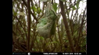 Atlas moth spinning cacoon  time lapse [upl. by Ramsa]