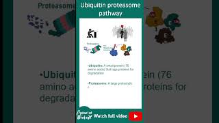 Ubiquitin Proteasome pathway explained in 1 minute [upl. by Atinaw953]