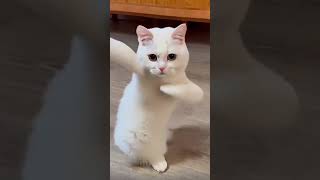 Cute cat Bautefful dance 💥💥funny catdancer catdance ytshorts [upl. by Cirle]