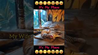 Its My Place 🐯 tigers funnyvideos shorts [upl. by Ecikram]