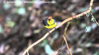 Collared Redstart [upl. by Neelasor]