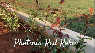 Photinia Red Robin [upl. by Vickie]