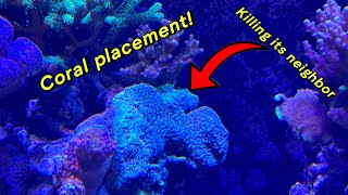 Coral Placement in a reef tank DONT MAKE THESE MISTAKES [upl. by Mcmurry]