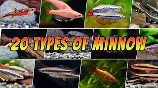 20 Different Types of Minnow Fish Ideas for your Aquarium  Rare and Common [upl. by Bakerman]