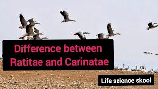 Difference between Ratitae and Carinatae [upl. by Udella]