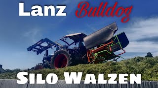 Lanz Bulldog Grassilage verteilen und Walzen  1 Schnitt 2021 [upl. by Pega]